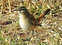 Kalahari Scrub Robin