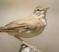 Rufous-tailed Scrub Robin