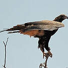 Aigle d'Australie