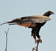 Wedge-tailed Eagle