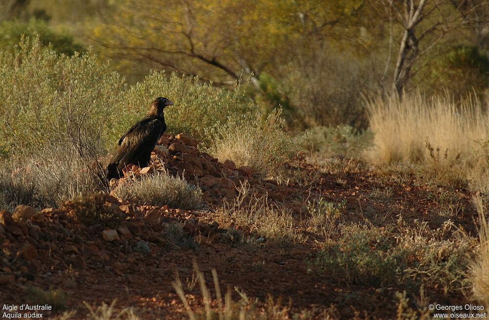 Wedge-tailed Eagle