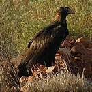 Aigle d'Australie