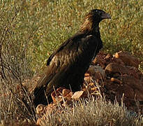 Wedge-tailed Eagle