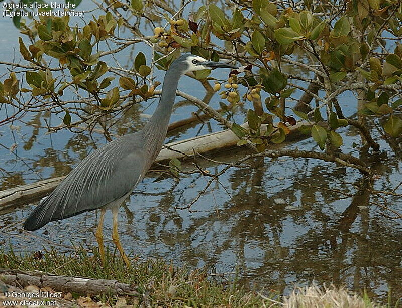 Aigrette à face blanche