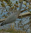 Aigrette à face blanche