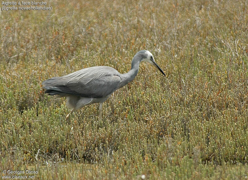 Aigrette à face blanche