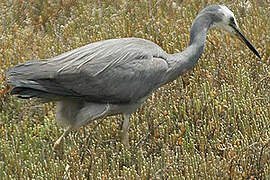 White-faced Heron