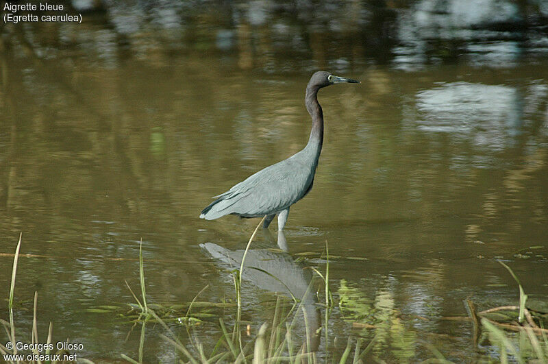 Little Blue Heron