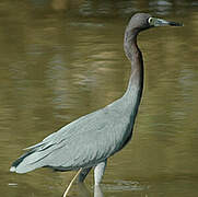 Aigrette bleue