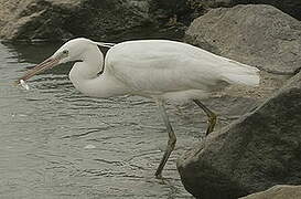 Aigrette des récifs