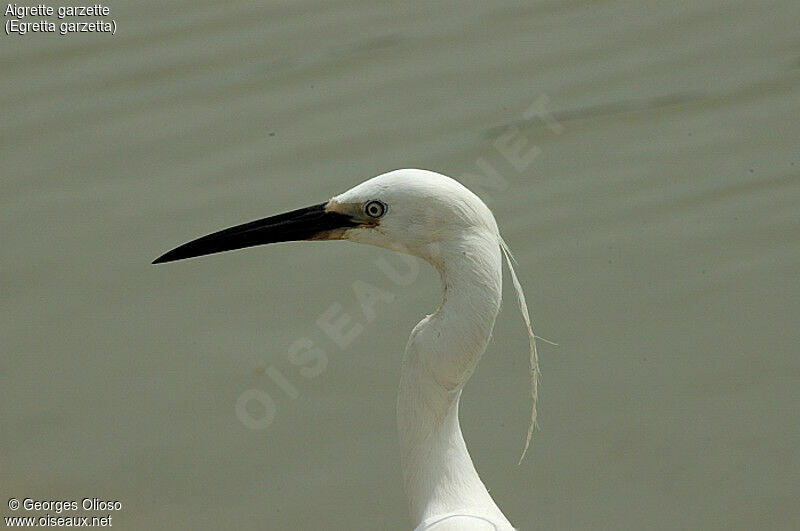 Little Egret