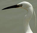 Aigrette garzette