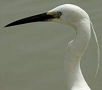 Little Egret