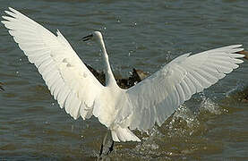 Aigrette garzette