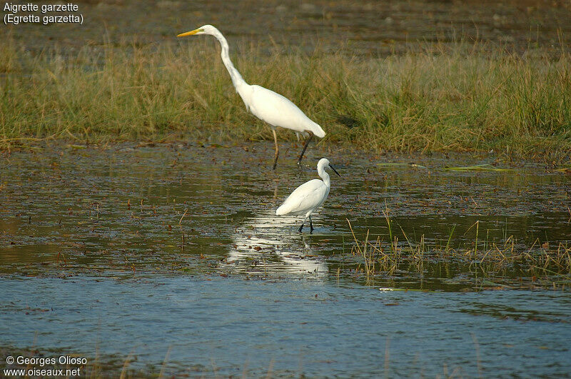 Aigrette garzette