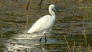 Aigrette garzette