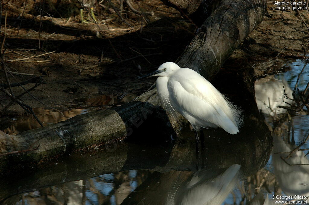 Aigrette garzetteadulte internuptial