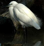 Aigrette garzette