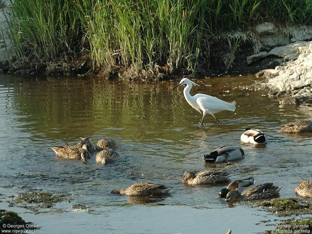 Little Egretadult breeding