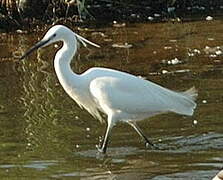 Little Egret