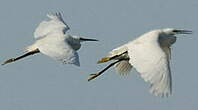 Aigrette garzette