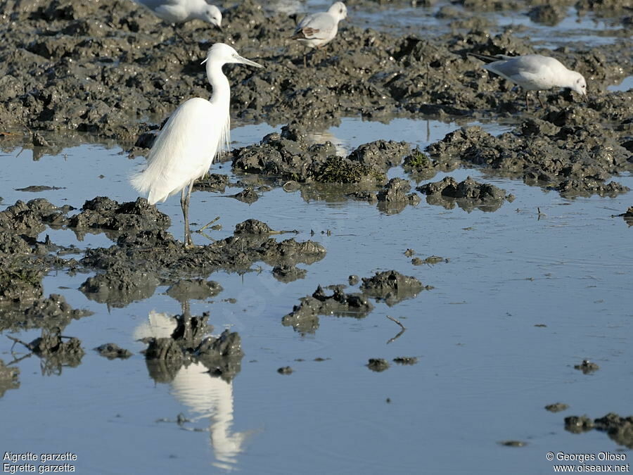 Aigrette garzette, identification