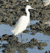 Little Egret