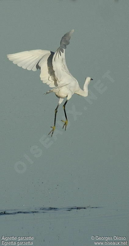 Little Egret