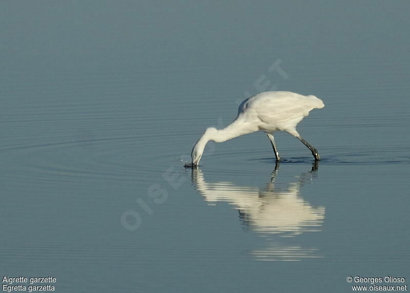 Aigrette garzetteimmature