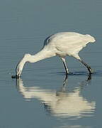 Little Egret