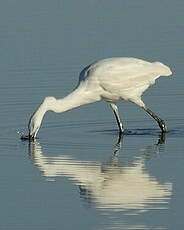 Aigrette garzette