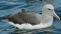 Albatros de Salvin