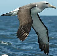 Salvin's Albatross