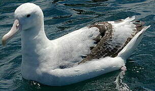 Snowy Albatross