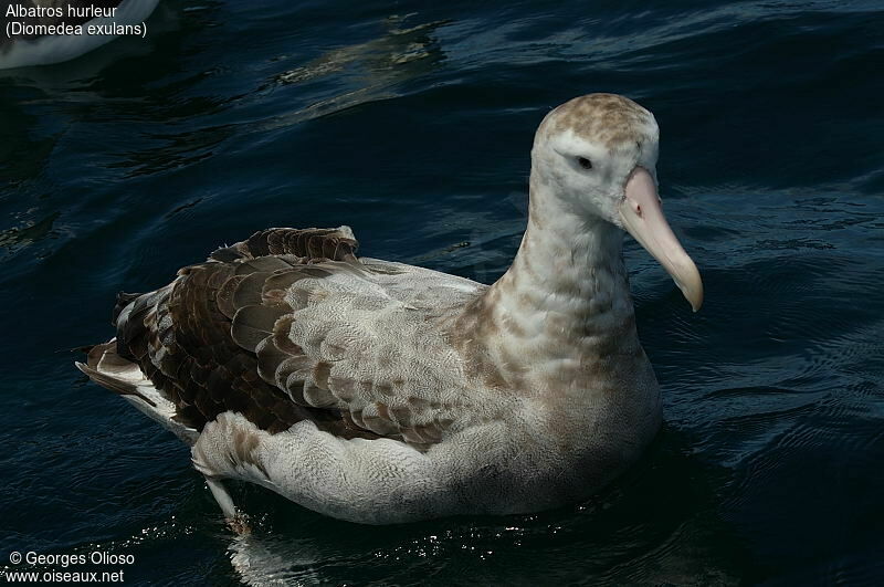 Snowy Albatross