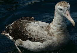 Snowy Albatross