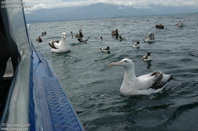 Snowy Albatross