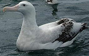 Snowy Albatross