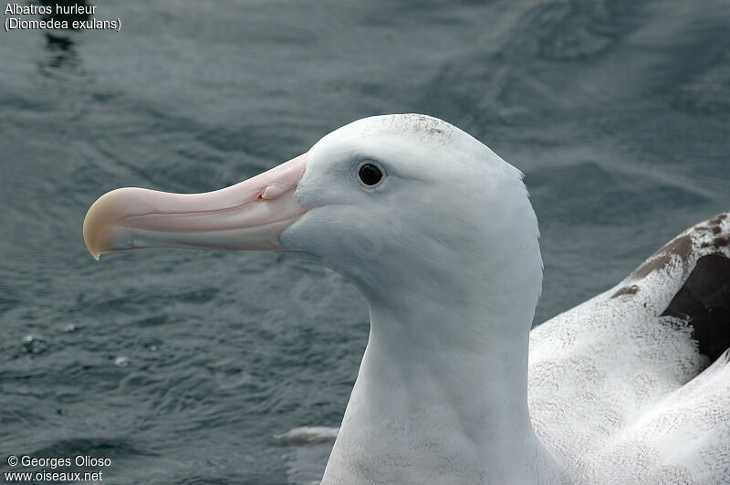 Albatros hurleur