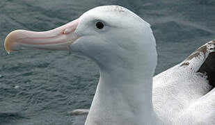 Snowy Albatross