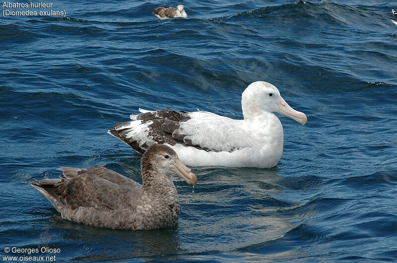 Snowy Albatross