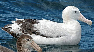 Wandering Albatross