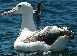 Southern Royal Albatross