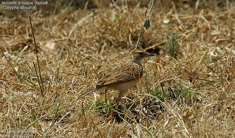 Rufous-naped Lark