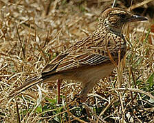 Rufous-naped Lark