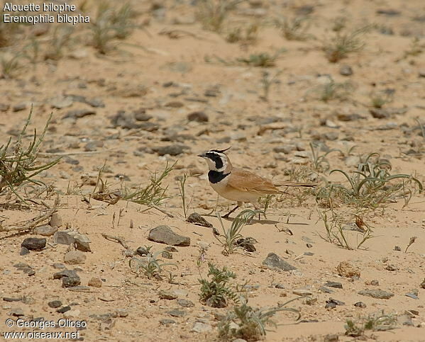 Temminck's Larkadult breeding