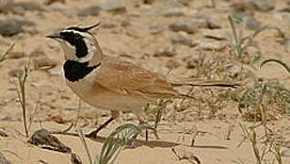 Temminck's Lark