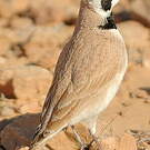 Alouette bilophe