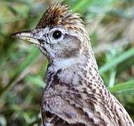 Greater Short-toed Lark