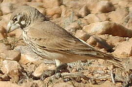 Thick-billed Lark